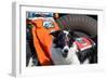 Border Collie Search and Rescue Dog-Zandria Muench Beraldo-Framed Photographic Print