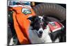 Border Collie Search and Rescue Dog-Zandria Muench Beraldo-Mounted Photographic Print