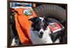 Border Collie Search and Rescue Dog-Zandria Muench Beraldo-Framed Photographic Print