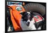 Border Collie Search and Rescue Dog-Zandria Muench Beraldo-Framed Photographic Print