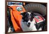 Border Collie Search and Rescue Dog-Zandria Muench Beraldo-Framed Premium Photographic Print