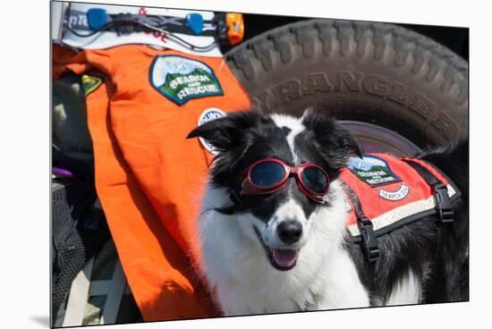 Border Collie Search and Rescue Dog-Zandria Muench Beraldo-Mounted Premium Photographic Print