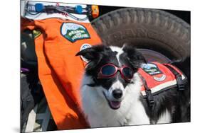 Border Collie Search and Rescue Dog-Zandria Muench Beraldo-Mounted Premium Photographic Print