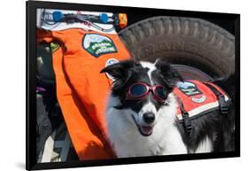 Border Collie Search and Rescue Dog-Zandria Muench Beraldo-Framed Premium Photographic Print