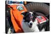 Border Collie Search and Rescue Dog-Zandria Muench Beraldo-Stretched Canvas