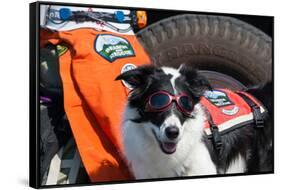 Border Collie Search and Rescue Dog-Zandria Muench Beraldo-Framed Stretched Canvas