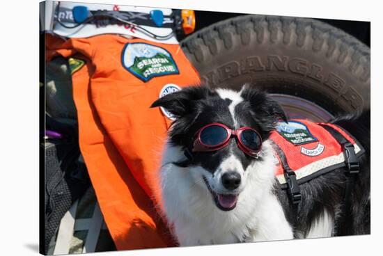 Border Collie Search and Rescue Dog-Zandria Muench Beraldo-Stretched Canvas