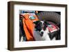 Border Collie Search and Rescue Dog-Zandria Muench Beraldo-Framed Photographic Print