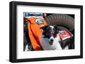 Border Collie Search and Rescue Dog-Zandria Muench Beraldo-Framed Photographic Print