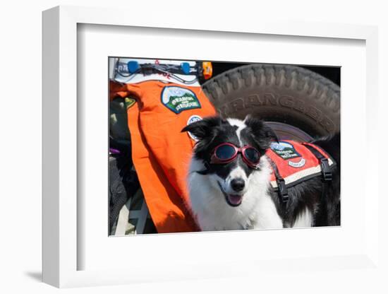 Border Collie Search and Rescue Dog-Zandria Muench Beraldo-Framed Photographic Print