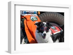 Border Collie Search and Rescue Dog-Zandria Muench Beraldo-Framed Photographic Print