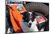 Border Collie Search and Rescue Dog-Zandria Muench Beraldo-Mounted Photographic Print