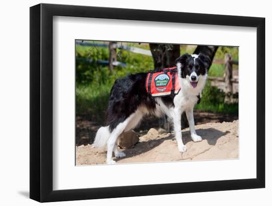 Border Collie Search and Rescue Dog-Zandria Muench Beraldo-Framed Photographic Print