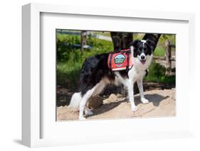 Border Collie Search and Rescue Dog-Zandria Muench Beraldo-Framed Photographic Print