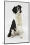 Border Collie Sitting Holding a Paw Up-Mark Taylor-Mounted Photographic Print