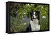 Border Collie Sitting in the Garden-null-Framed Stretched Canvas