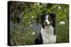 Border Collie Sitting in the Garden-null-Stretched Canvas