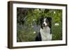 Border Collie Sitting in the Garden-null-Framed Photographic Print