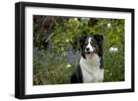 Border Collie Sitting in the Garden-null-Framed Photographic Print