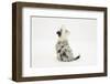 Border Collie Sitting with Back Turned to the Camera-Mark Taylor-Framed Photographic Print