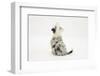 Border Collie Sitting with Back Turned to the Camera-Mark Taylor-Framed Photographic Print