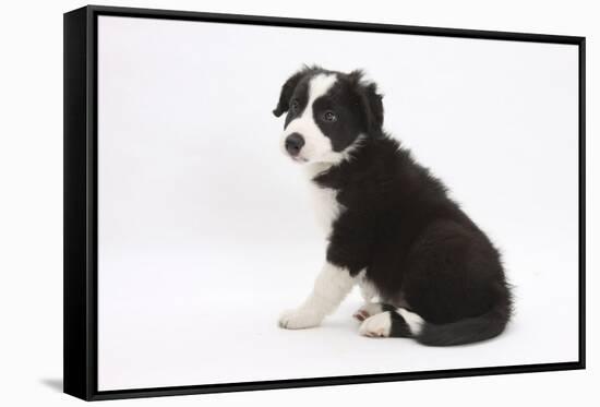 Border Collie Sitting-Mark Taylor-Framed Stretched Canvas