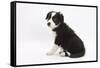 Border Collie Sitting-Mark Taylor-Framed Stretched Canvas