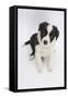 Border Collie Sitting-Mark Taylor-Framed Stretched Canvas