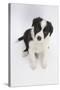 Border Collie Sitting-Mark Taylor-Stretched Canvas