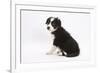 Border Collie Sitting-Mark Taylor-Framed Photographic Print