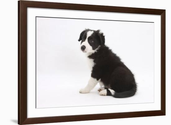 Border Collie Sitting-Mark Taylor-Framed Photographic Print