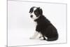 Border Collie Sitting-Mark Taylor-Mounted Photographic Print