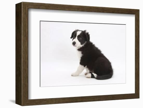 Border Collie Sitting-Mark Taylor-Framed Photographic Print