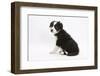 Border Collie Sitting-Mark Taylor-Framed Photographic Print