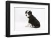 Border Collie Sitting-Mark Taylor-Framed Photographic Print