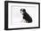 Border Collie Sitting-Mark Taylor-Framed Photographic Print