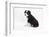 Border Collie Sitting-Mark Taylor-Framed Photographic Print