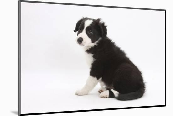 Border Collie Sitting-Mark Taylor-Mounted Photographic Print