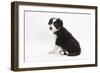 Border Collie Sitting-Mark Taylor-Framed Photographic Print