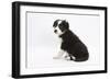 Border Collie Sitting-Mark Taylor-Framed Photographic Print