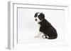 Border Collie Sitting-Mark Taylor-Framed Photographic Print