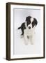 Border Collie Sitting-Mark Taylor-Framed Photographic Print