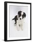 Border Collie Sitting-Mark Taylor-Framed Photographic Print