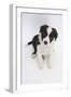 Border Collie Sitting-Mark Taylor-Framed Photographic Print