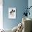 Border Collie Sitting-Mark Taylor-Photographic Print displayed on a wall