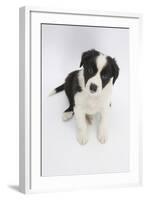 Border Collie Sitting-Mark Taylor-Framed Photographic Print