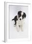 Border Collie Sitting-Mark Taylor-Framed Photographic Print