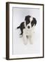 Border Collie Sitting-Mark Taylor-Framed Photographic Print