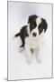 Border Collie Sitting-Mark Taylor-Mounted Photographic Print