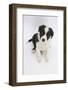 Border Collie Sitting-Mark Taylor-Framed Photographic Print